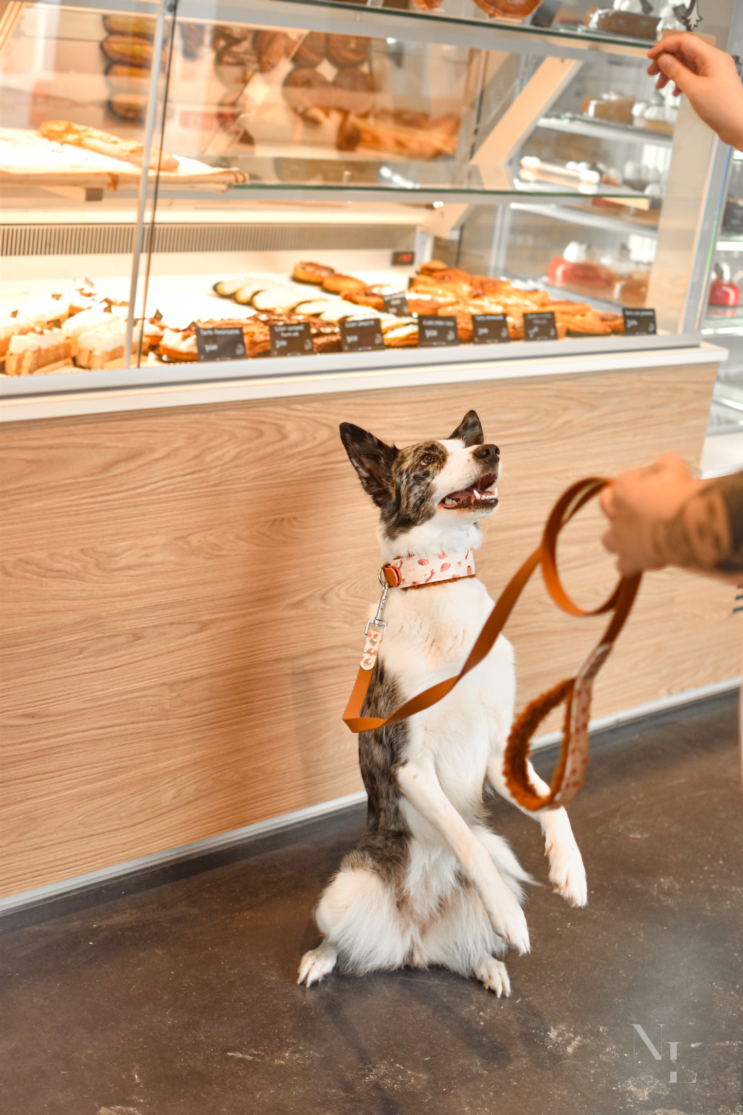 Laisse Pawtisserie