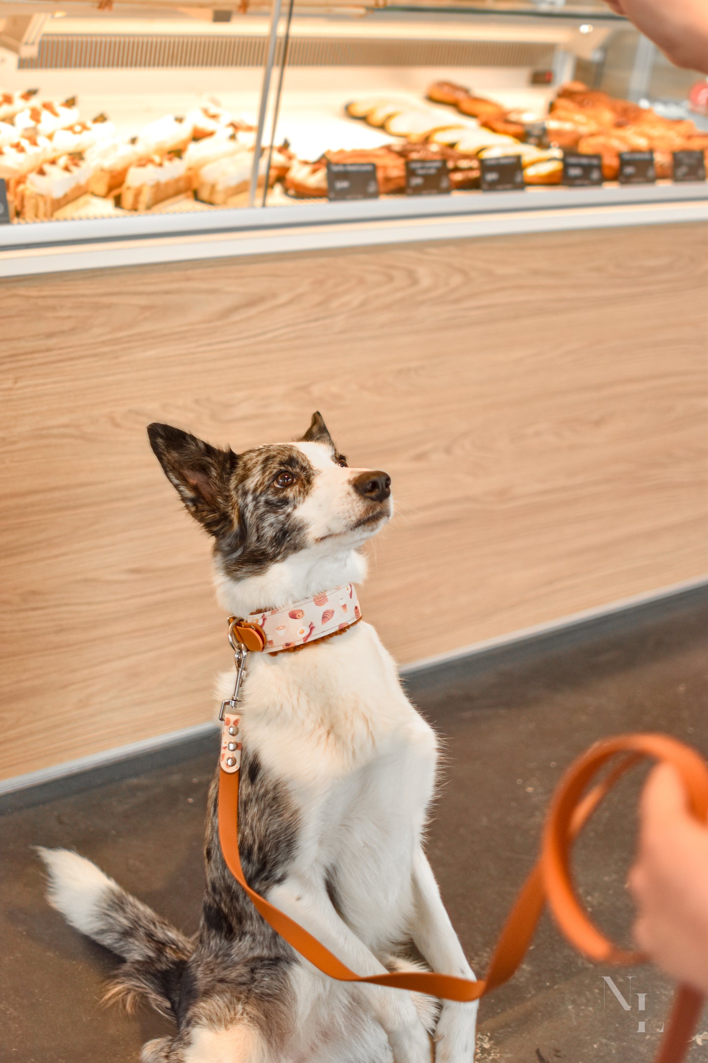 Laisse Pawtisserie
